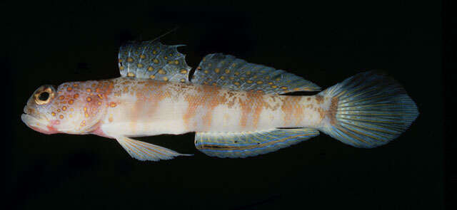 Image of Broad-banded shrimpgoby