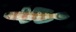 Amblyeleotris periophthalma (Bleeker 1853) resmi