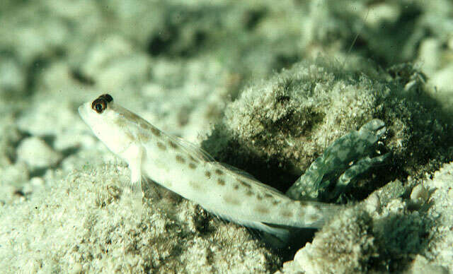 Image of Fierce shrimpgoby