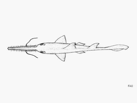 Image of American Sawshark