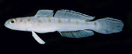 Image of Ambanoro shrimpgoby