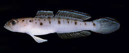 Image of Ambanoro shrimpgoby