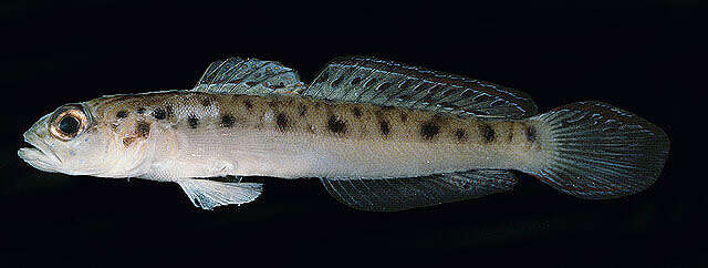 Image of Ambanoro shrimpgoby