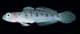 Image of Ambanoro shrimpgoby