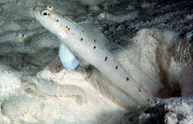 Image of Ambanoro shrimpgoby