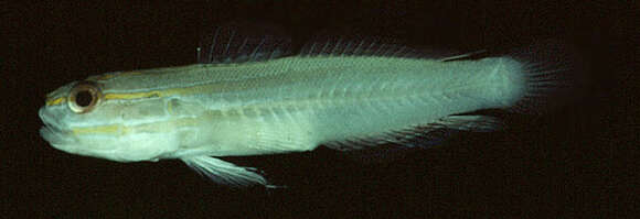 Image of Nocturn goby