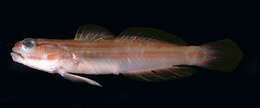 Image of Nocturn goby