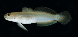 Image of Nocturn goby