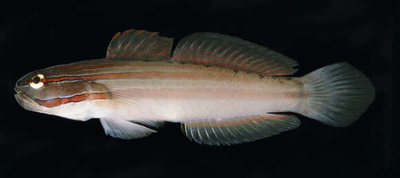 Image of Nocturn goby