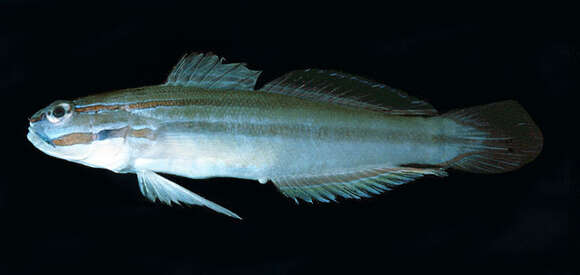 Image of Nocturn goby