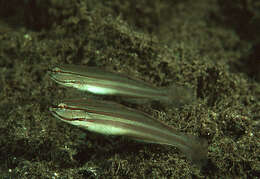 Image of Nocturn goby