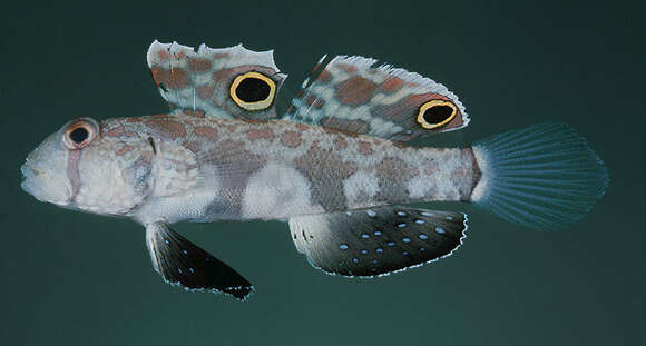 Image of Signigobius