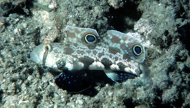 Image of Signigobius