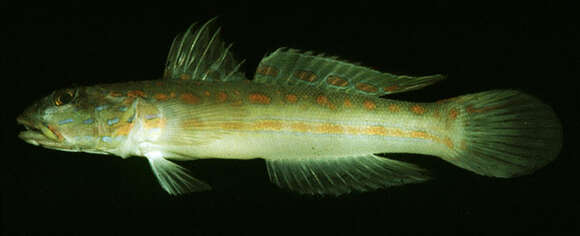 Image of Maiden goby