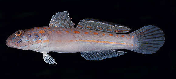 Image of Maiden goby