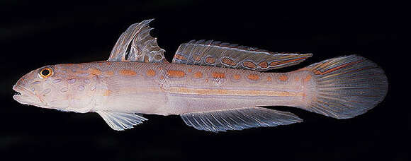 Image of Maiden goby