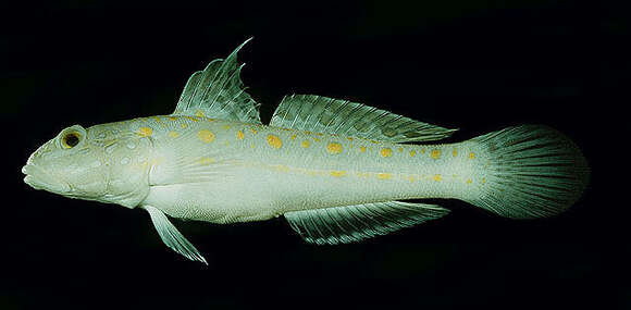 Image of Maiden goby