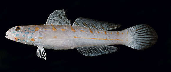 Image of Maiden goby