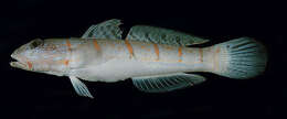 Image of Maiden goby