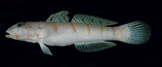 Image of Maiden goby