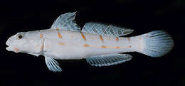 Image of Maiden goby