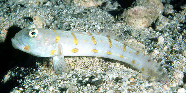 Image of Maiden goby