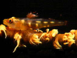 Image of Whip coral goby