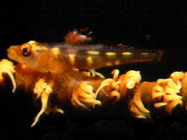 Image of Whip coral goby