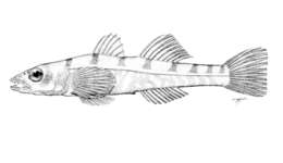 Image of Whip coral goby