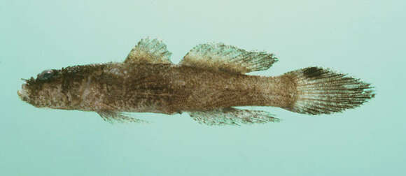 Image of Hasselt&#39;s flap-headed goby