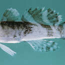 Image of Feather goby