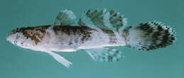 Image of Feather goby