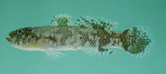 Image of Dusky-banded goby