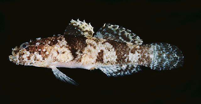 Image of Dusky-banded goby