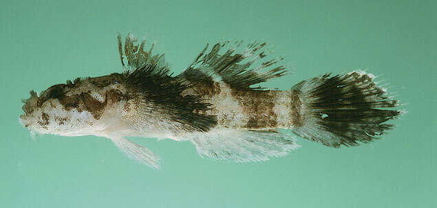 Image of Dusky-banded goby