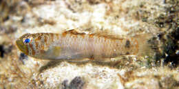 Image of Nebulous dwarfgoby