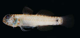 Image of Green bubble goby