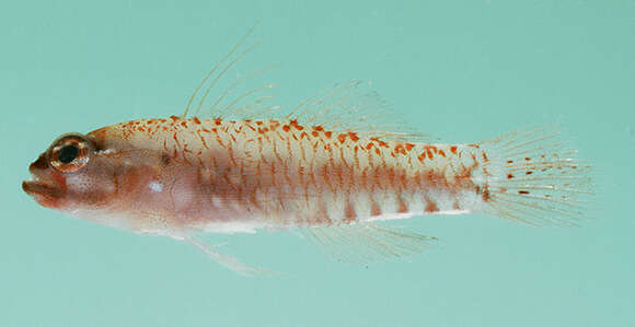 Image of Prasites pygmy goby