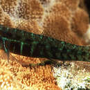 Image of Dotted dwarfgoby