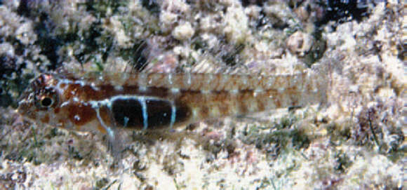 Image of Dotted dwarfgoby