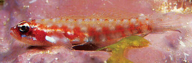 Image of Adorned dwarfgoby