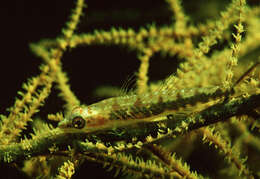 Image of Black coral goby