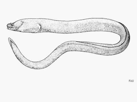 Image of Brown moray eel