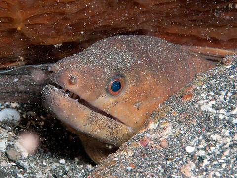 Image of Brown moray