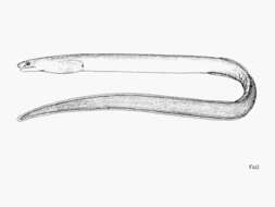 Image of Aimed snake eel