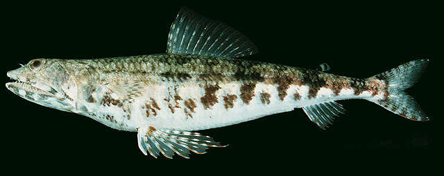 Image of Two-spot lizard fish