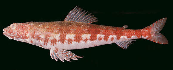 Image of Two-spot lizard fish