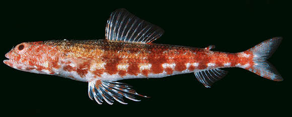 Image of Two-spot lizard fish