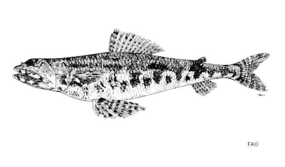 Image of Two-spot lizard fish