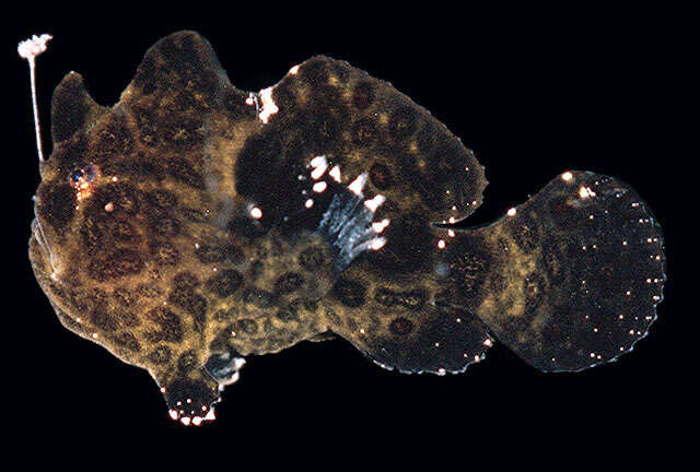 Image of Antennarius commersoni
